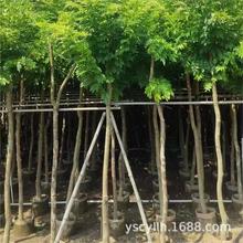 黄花梨花梨木海南黄花梨香红木批发5-12分