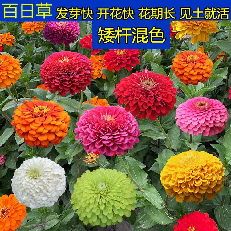 Семена уличных цветов Four Seasons легкая Посадка Семена карликовой цинниеллы балконные садовые цветы период цветения легко кормить