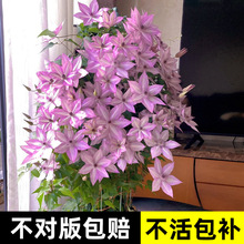 一件代发铁线莲小苗重瓣乌托邦大苗爬藤植物室内鲜花花卉绿植盆栽