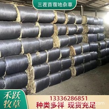 三茬苜蓿地杂草牛羊牧草饲料 马用干草草料植物性饲料