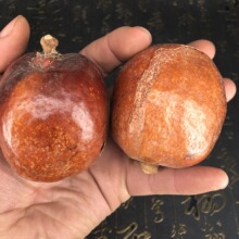 �S��ֱ�����l�tƤ���Ĺ� ��� ���������������SƤ ���Ĺ�