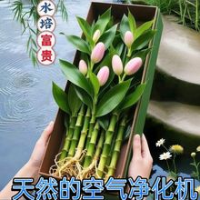 四季招财好运旺宅水培观音竹富贵水竹客厅室内办公盆栽绿植除甲醛