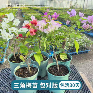 �ذ�����÷���Դ����ڻ��Ϙ��҃�������ֲ��t÷�����ļ��_���B