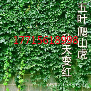Ivy Climbing Vine Plant Is Easy to Live in All Seasons, Outdoor Three-Leaf Wall Climbing Tiger Sapling Potted Outdoor Flower Vine Seeds