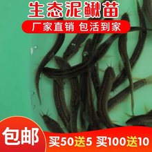 泥鳅苗鲜活喂养宠物钓鱼龙鱼活饵乌龟饲料泥鳅养殖淡水观赏鱼垂钓