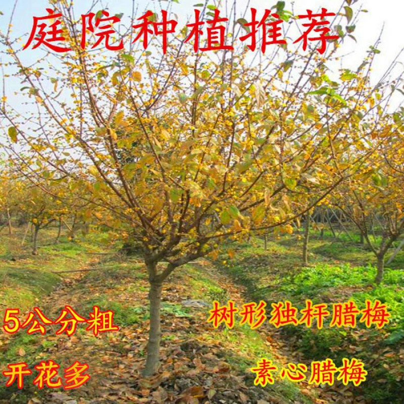 Винни Красная слива саженец сад Посадка зеленый зимнее цветение Лучжоу ароматная вермишель