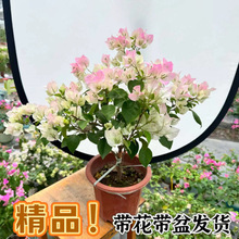 重瓣三角梅盆栽带花四季开花绿樱红缨老桩阳台绿植花卉植物室内花