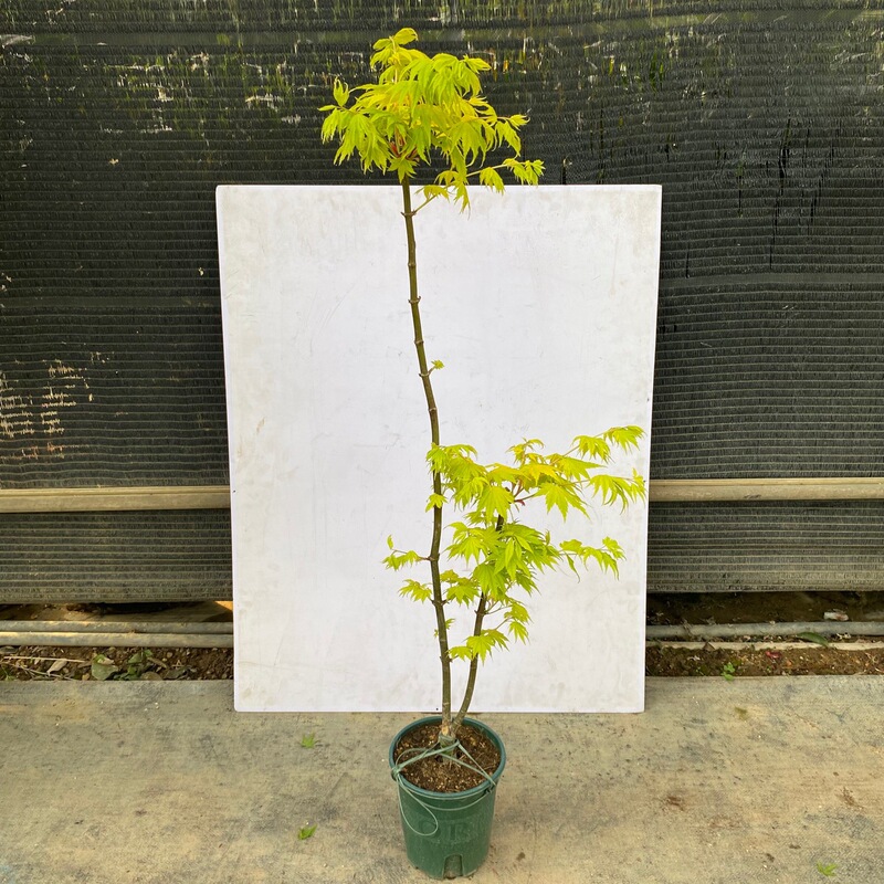 Jordan Maple Valley of Maple Leaves Red Maple Jordan Japanese Red Maple Green Plants Easy to Grow 1-2 Years Seedlings One Thing and One Shot