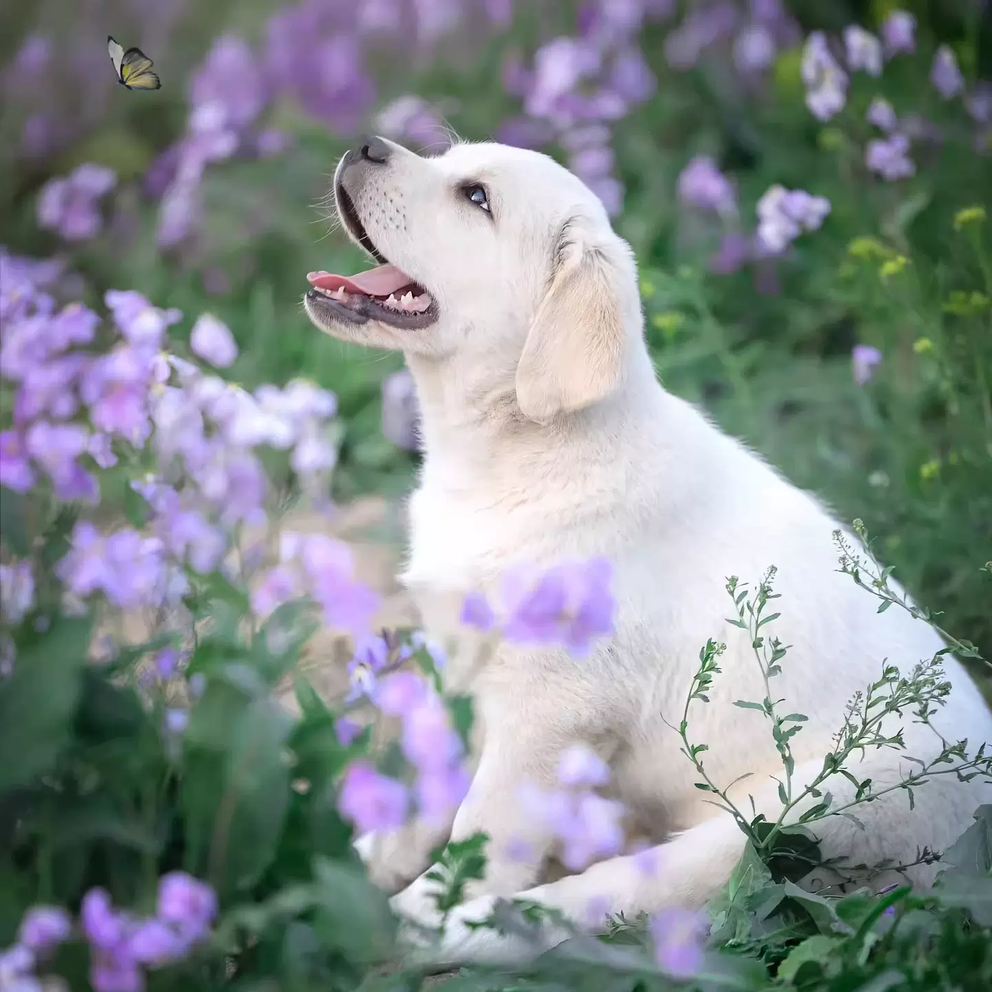 纯种拉布拉多幼犬活体神犬导盲犬金毛犬幼犬家养大型犬宠物狗