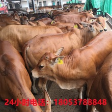 西门塔尔现卖 供应育肥牛价格 养殖场改良育肥鲁西黄牛架子牛批发
