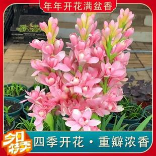 Tuberose Large Bulb Double-Petaled Tuberose Blooms in All Seasons Perennial Potted Bulb Rich Flower