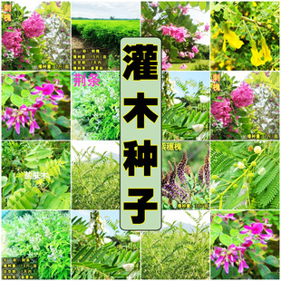 Ó�����뻱��ľ�N��ľ���y�Ϛgɳ�_����β�ݔQ�l����Ѵ̻���֦��