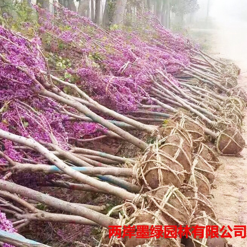 基地批发绿化单杆紫荆_主图04