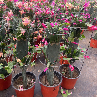 �����Ƽ޽�зצ�m���Ի��ܶ���ֲ���p�ӎ������B�ذ�����҃��̨
