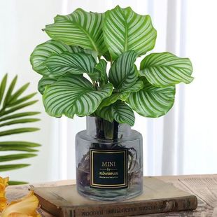 Hydroponic Green Apple Indoor Living Room Green Plants Florals Mosquito Repellent Potted Office Desktop Water-Raised Arrowroot Clearance Easy to Grow