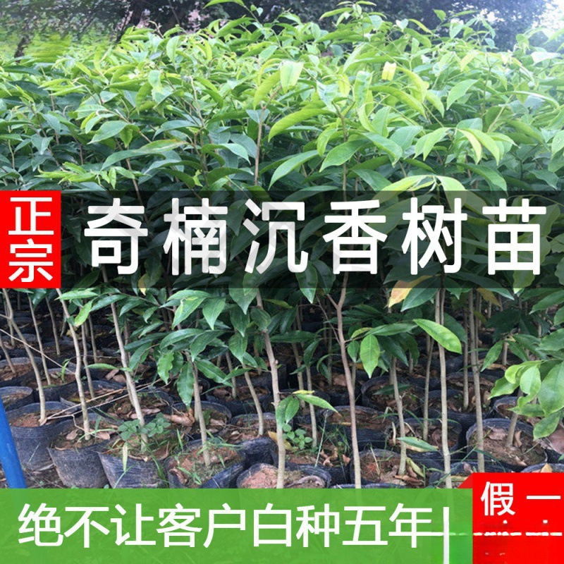 名贵奇楠沉香树苗四川小叶金丝楠木一代绿木嫁接奇南苗海南树乔木