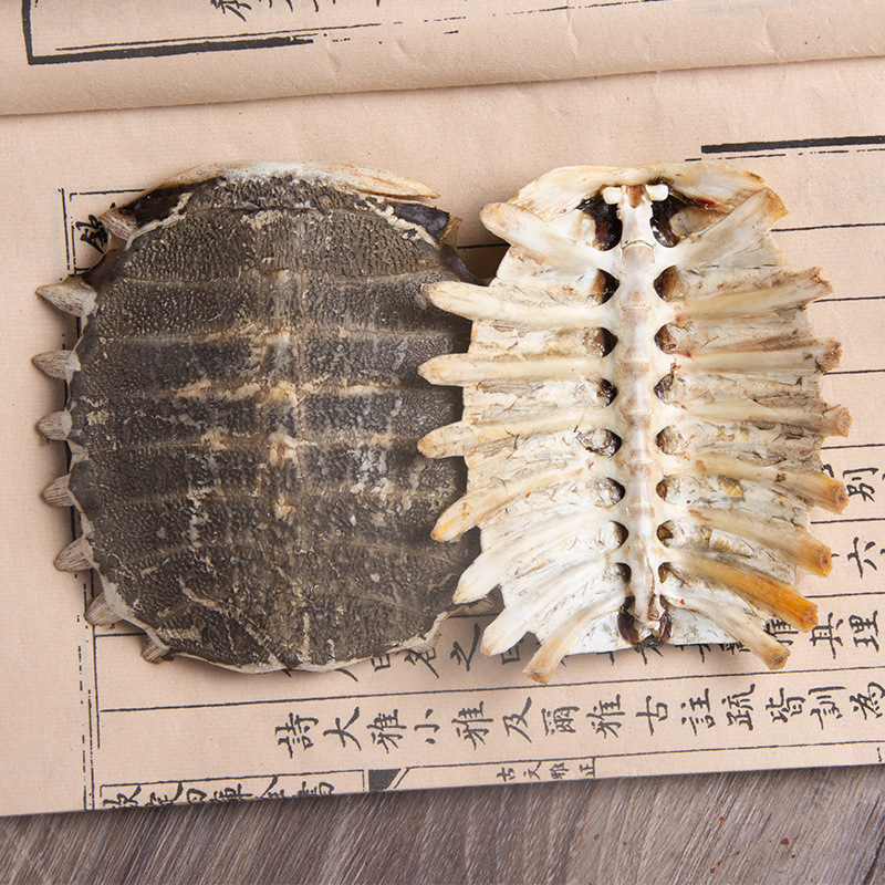Whole Turtle Shell Bie Jia 鳖甲 Dried Chinese Herbal Material for Decoction or Grinding 1 Piece 11-12 cm key features