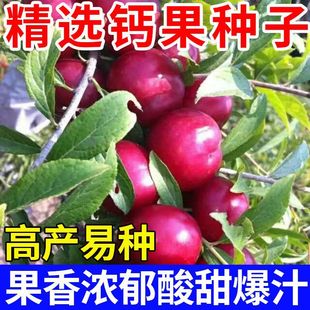 �ͺ��ͺ����}���N�ӚW���}���N��ˮ���N���̨СԺ�ļ��Nֲ�߮a