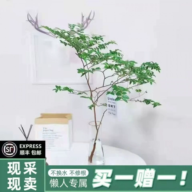 Красивое дерево-лошадь, безводное дерево, подвесной колокольчик, гидропонное растение, украшение для гостиной в помещении, популярное ленивое растение оптом