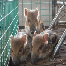 山东二代野猪养殖 生态养殖商品野猪肉价格 小野猪种苗批发