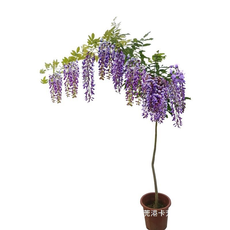 Wisteria Flower 8- 10m Extra-Long Climbing Vine Potted Plant for Villa Gardens, Formaldehyde-Absorbing, Cold and Heat Resistant, Large Wisteria Flower Seedlings and Vines Wisteria Flower 8- 10m Extra-Long Climbing Vine Potted Plant for Villa Gardens, Formaldehyde-Absorbing, Cold and Heat Resistant, Large Wisteria Flower Seedlings and Vines