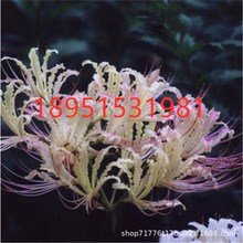 ���l�˰����N�� ʯ��N������ɳ�A�N�������_�A�N���ɫ�Rȫ