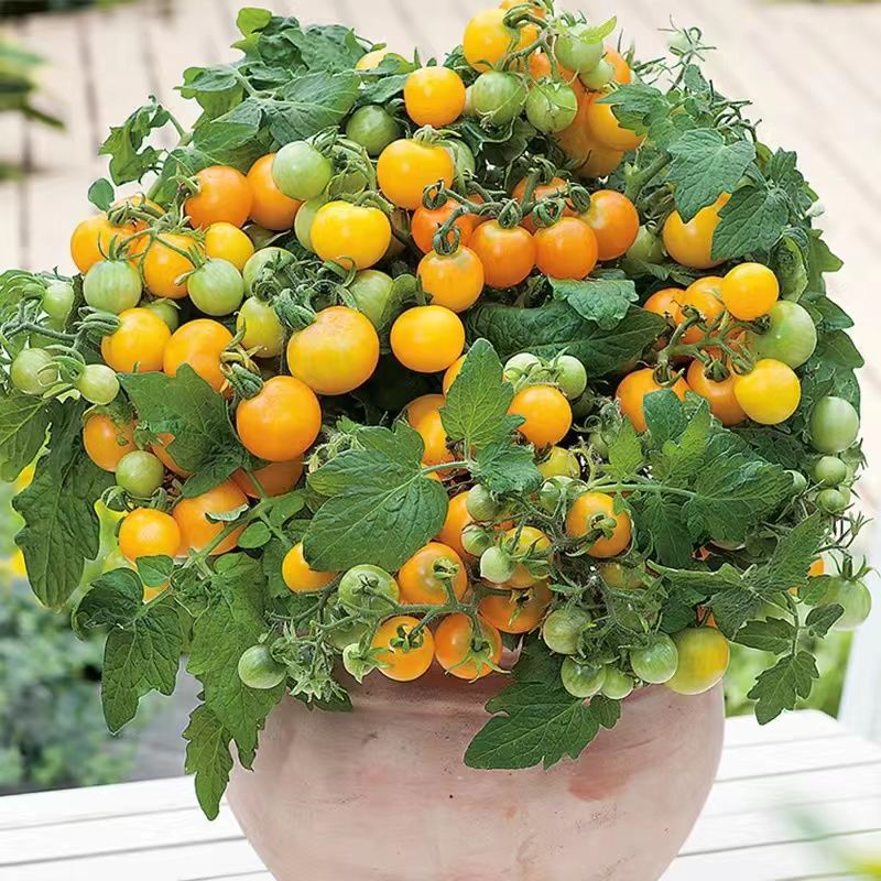 6 dwarf yellow tomato seedlings 6 trees