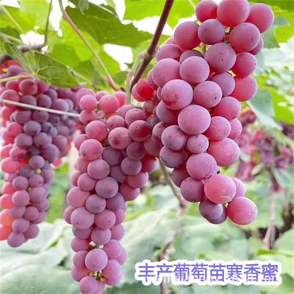 寒香蜜夏黑葡萄树苗批发果园高产果树盆栽地栽巨峰金手指玫瑰香葡