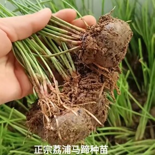 ���������R����V�������خa�R�������o��