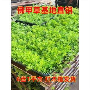 ��ײ�����픾G����Ƥƺ���~�S���ײ��f��ݾ����^·�S����ֲ��