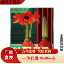 荷兰朱顶红进口大球重瓣种球四季开花花卉盆栽室内植物批发