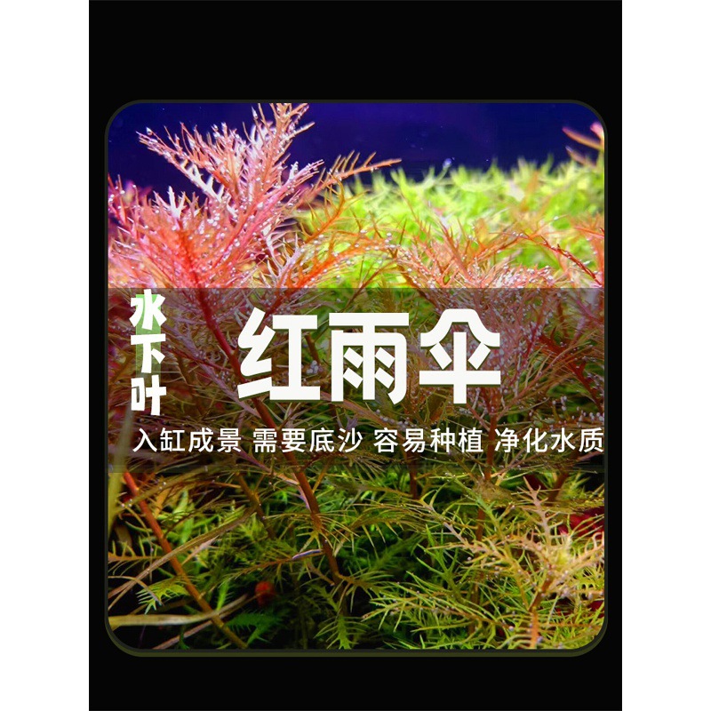 红雨伞水草鱼缸造景中后景草缸增氧新手耐养活水下叶真水草