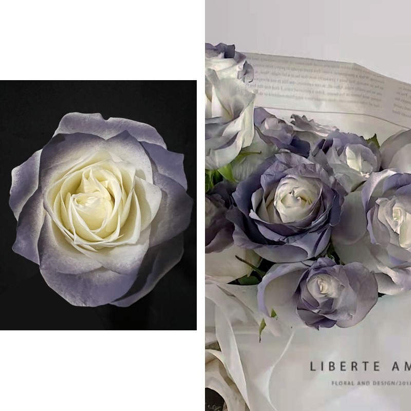 Internet celebridad ciruela negro rosa púrpura flores autopintadas agente de pulverización de color tinte floral spray colorante