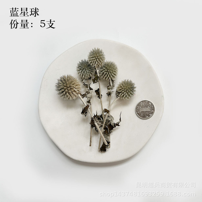 【各种果实类干花】圣诞果实类装饰品干花干果香薰蜡烛DIY橡果精|undefined