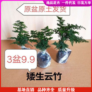 �����4��8.9��������������ɽ�辰�k��������С���Ժ��B�Gֲ