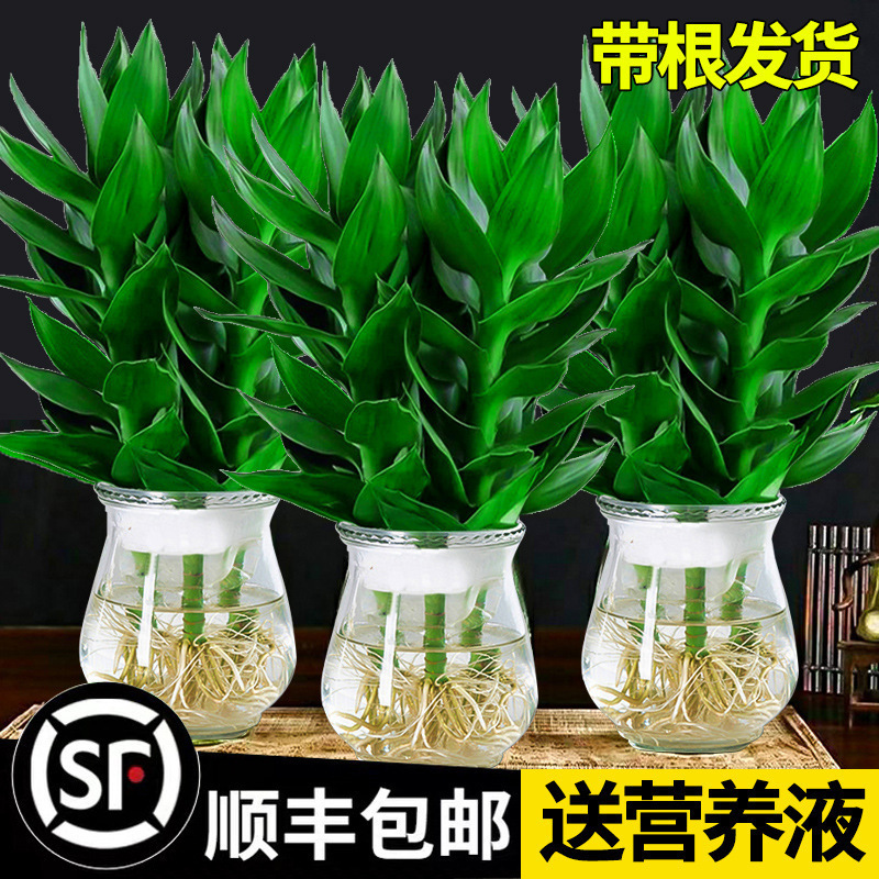 Guanyin Bamboo, Fortune Bamboo, Hydroponic Plants with Roots, Flowers, Green Plants, Pothos Indoor Potted Plants, Transfer Bamboo, Easy to Grow in Water Guanyin Bamboo, Fortune Bamboo, Hydroponic Plants with Roots, Flowers, Green Plants, Pothos Indoor Potted Plants, Transfer Bamboo, Easy to Grow in Water