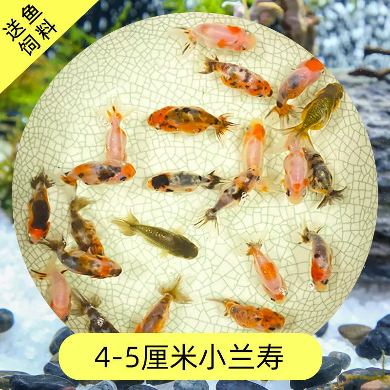 Read the galloping taboo 彂鍏 娲 娲 board
