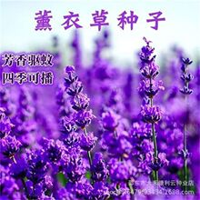 薰衣草种子狭叶普罗旺斯花种四季种庭院驱蚊香草阳台花籽盆栽种孑