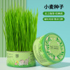 Factory direct selling cat grass wholesale hydraulic barley snacksbuilding hair ball potting placed canned cat grass