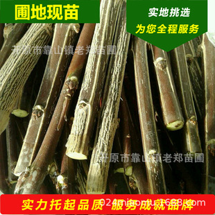 Golden Leaf Dogbane Grafting Saplings, Golden Dogbane Grafting Sticks, Northeastern Liaoning Supply of Golden Leaf Dogbane Saplings