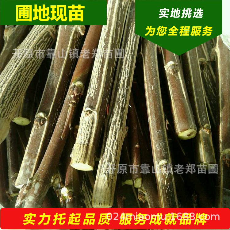 金叶桃叶卫矛接穗 金火卫矛嫁接种条 东北辽宁供应金叶丝绵木树苗