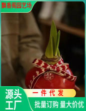 特大朱顶红进口重瓣种球巨无霸大种球盆栽花卉双梦安吉拉带花苞