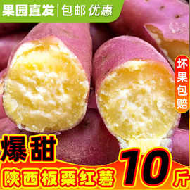 陕西板栗红薯现挖25斤白心沙地番薯干甜粉糯地瓜批发批发