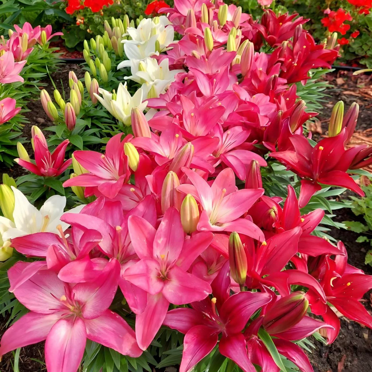 Импортированные парфюмерные луковицы лилии очень большие луковицы цветут в четыре сезона