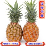 现货一件代发海南金钻凤梨非菠萝供电商平台当季新鲜现摘热带水果