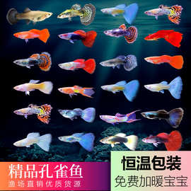 孔雀鱼孔雀鱼种鱼淡水热带鱼小型观赏鱼饲养温度2新手好养独立站