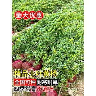 �������S����綬��������G�h�ʺ��B��ͥԺ�������~�S����ľ�ͺ�