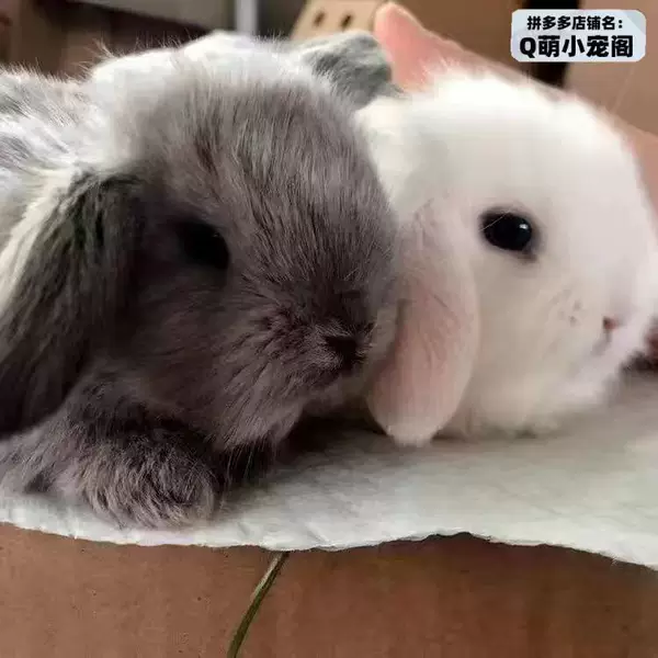 White rabbit