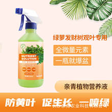 亲青植物营养液绿萝发财树观叶类专用防黄叶幸福树龟背竹叶面肥料