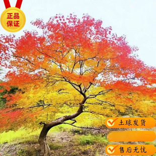 �t�~����������Բ��~������̈́e��ͥԺ�L���G���������������N